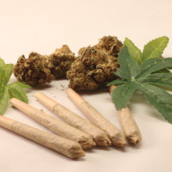 Pre-Rolled CBD Joints - Pack of 5